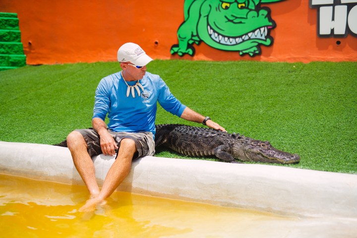 Man sitting beside alligator on grass near water.