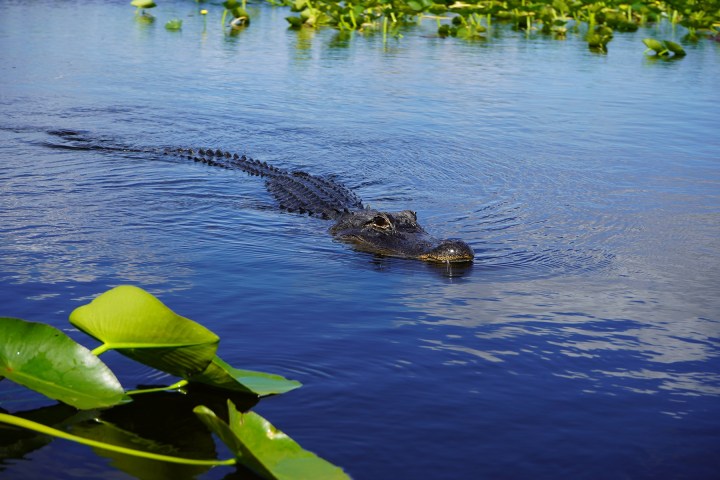 Alligator swimming in a blue pond with green lily pads.