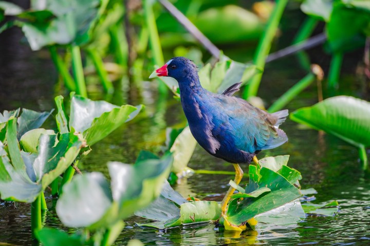 Colorful bird with red beak standing on green lily pads in water.