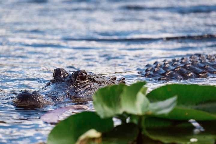 Alligator partially submerged in water near green lily pads.