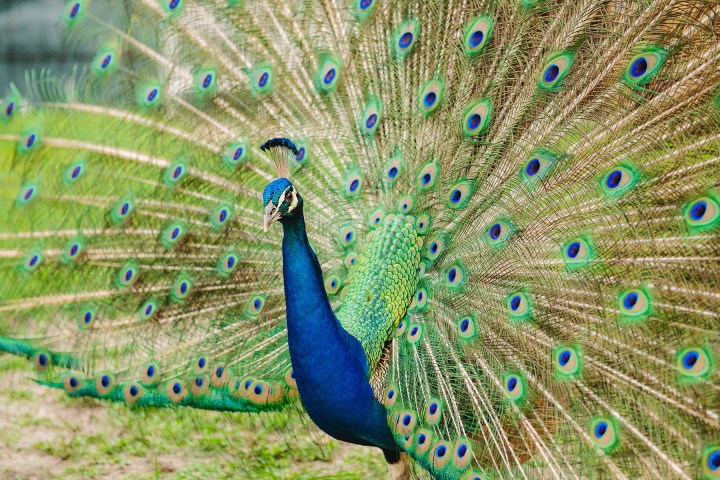 Peacock displaying vibrant plumage with green and blue hues.