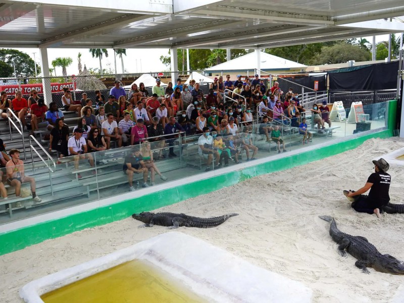 Crowd watches a man in hat demonstrating with alligators in a sand-filled arena.