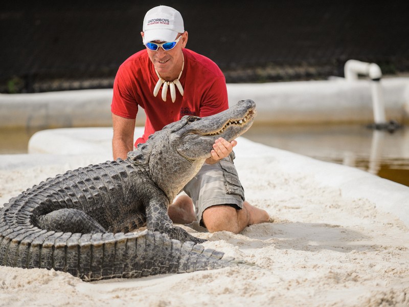 Person in red shirt and sunglasses holding a large alligator on sandy ground.